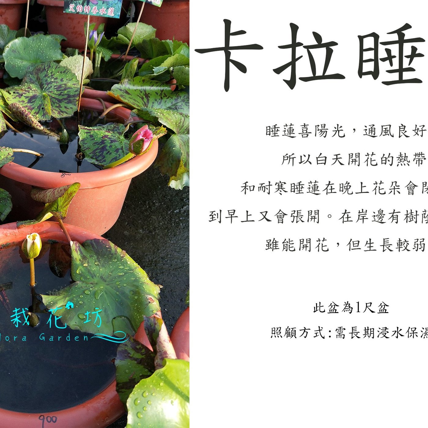 心栽花坊 卡拉睡蓮 睡蓮 1尺吋盆 水生植物 觀花植物 售價900特價700 Yahoo奇摩拍賣