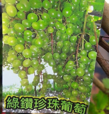 (缺貨中)花花世界-水果苗--綠鑽珍珠葡萄--4吋盆/高30-40cm/TP