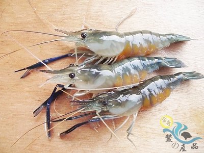『金奇-鱉の產品』泰國蝦 硬殼(一台斤)
