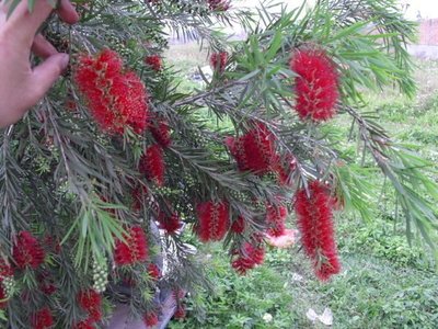 ╭☆東霖園藝☆╮優質樹種(串錢柳)紅瓶刷子.紅千層...優質庭園用樹..7.5吋盆