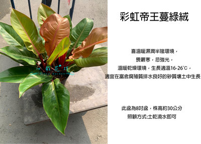 心栽花坊-彩虹帝王蔓綠絨/8吋/觀葉植物/室內植物/售價500特價400