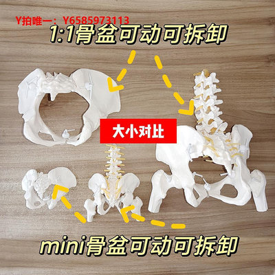 人體骨骼模型迷你女性人體小骨盆動態模型教學教具骶骨髖骨實用產科帶腰椎