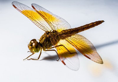 HQ096 蜻蜓（dragonfly）攝影圖片繪畫高清電子圖庫美術學習素材~兔年特價