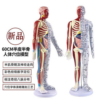 超清晰60CM人體針灸模型半肌肉骨骼內臟模型中醫經絡穴位模型