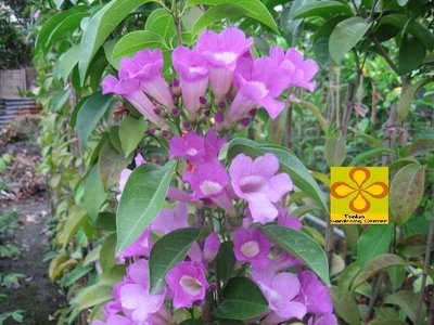 ╭☆東霖園藝☆╮優質蔓藤(蒜香藤)紫羅蘭