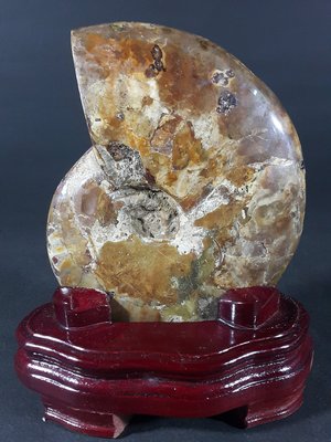 [銀九藝] 古生物 天然斑彩螺 松葉鸚鵡螺化石 15.5x11.8x3.9cm 淨重~745g (c4)