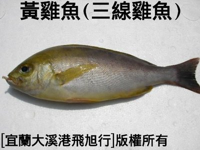 黃雞魚(三線雞魚)