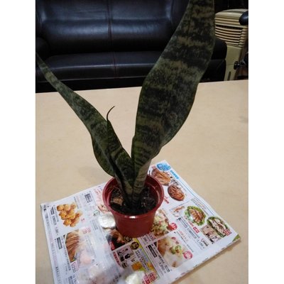 虎尾蘭（綠邊品種）裸根15-25公分/淨化空氣/室內植物/綠化植物/多肉植物
