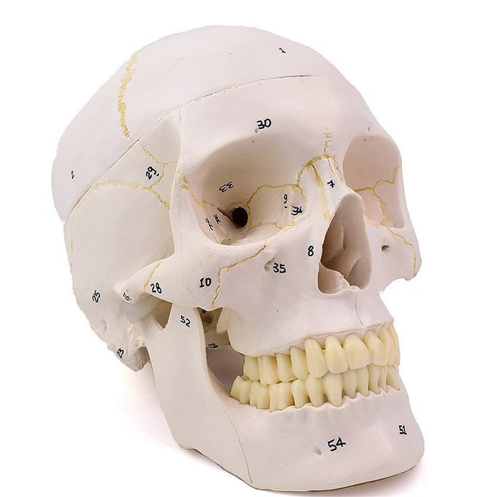 (ENOVO-008) 1:1醫學用高端人體頭骨模型頭顱骨解剖標本骨骼神經 