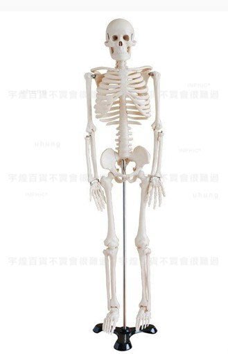宇煌》【醫學模型】人骨架標本模型人體骨骼模型45CM 髏骼骨頭人體模型_ 