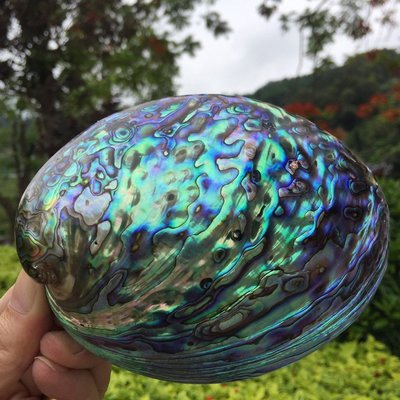 天然藍綠大海螺鮑魚貝殼創意家居工藝飾品殼招財擺件燒~定價