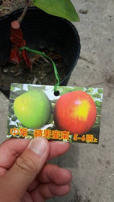 ╭＊田尾玫瑰園＊╯水果苗--(中葉蘋果蜜棗)高1尺150元