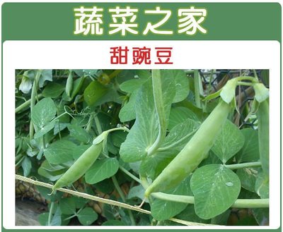 【蔬菜之家滿額免運】E03.甜碗豆種子20克(約85顆)(嫩豆.豆莢翠甜.蔬菜種子)