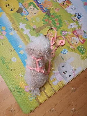 項圈『Memory Pet』韓國代購貓狗寵物Inherent馬卡龍項圈/胸背/牽引繩寵物