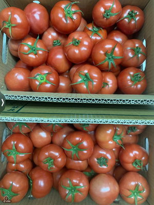 台東關山番茄王國 符合產銷履歷的現採無農藥無毒 中顆牛番茄10公斤400元