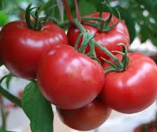 菜根田以色列牛番茄種子10顆