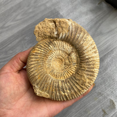 馬達加斯加巴普洛夫二裂旋菊石化石原石 古生物化石小白螺海螺教388