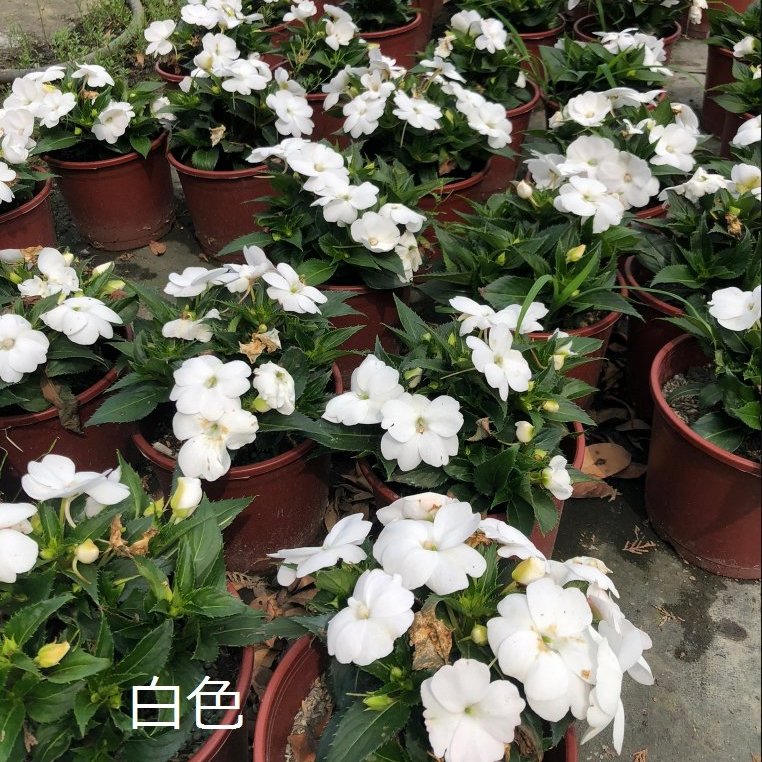 花花世界 季節花卉 新幾內亞鳳仙花 可挑花色 鮮豔的花色 5 6吋盆 高15 30cm Ma Yahoo奇摩拍賣