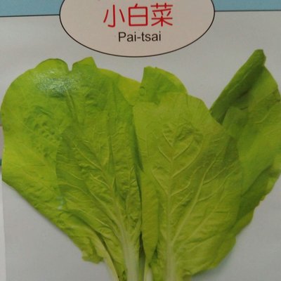 小白菜【滿790免運費】天星牌蔬菜種子