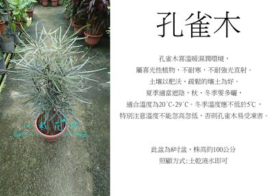 心栽花坊-孔雀木/8吋/觀葉植物/室內植物/綠化植物/售價700特價600