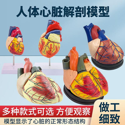 人體心臟解剖模型 B超彩超心臟標本 血液循環系統內科模型2倍放大