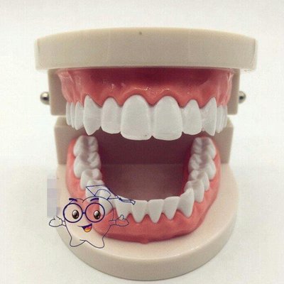 PLAYSHOP~牙齒模型 假牙模型/牙模 幼兒教學保母考試 教學教具/1:1立體齒模/保母術科練習牙齒模型-洗澡娃娃-齒模(現貨供應)-學齡前寶寶練習刷牙