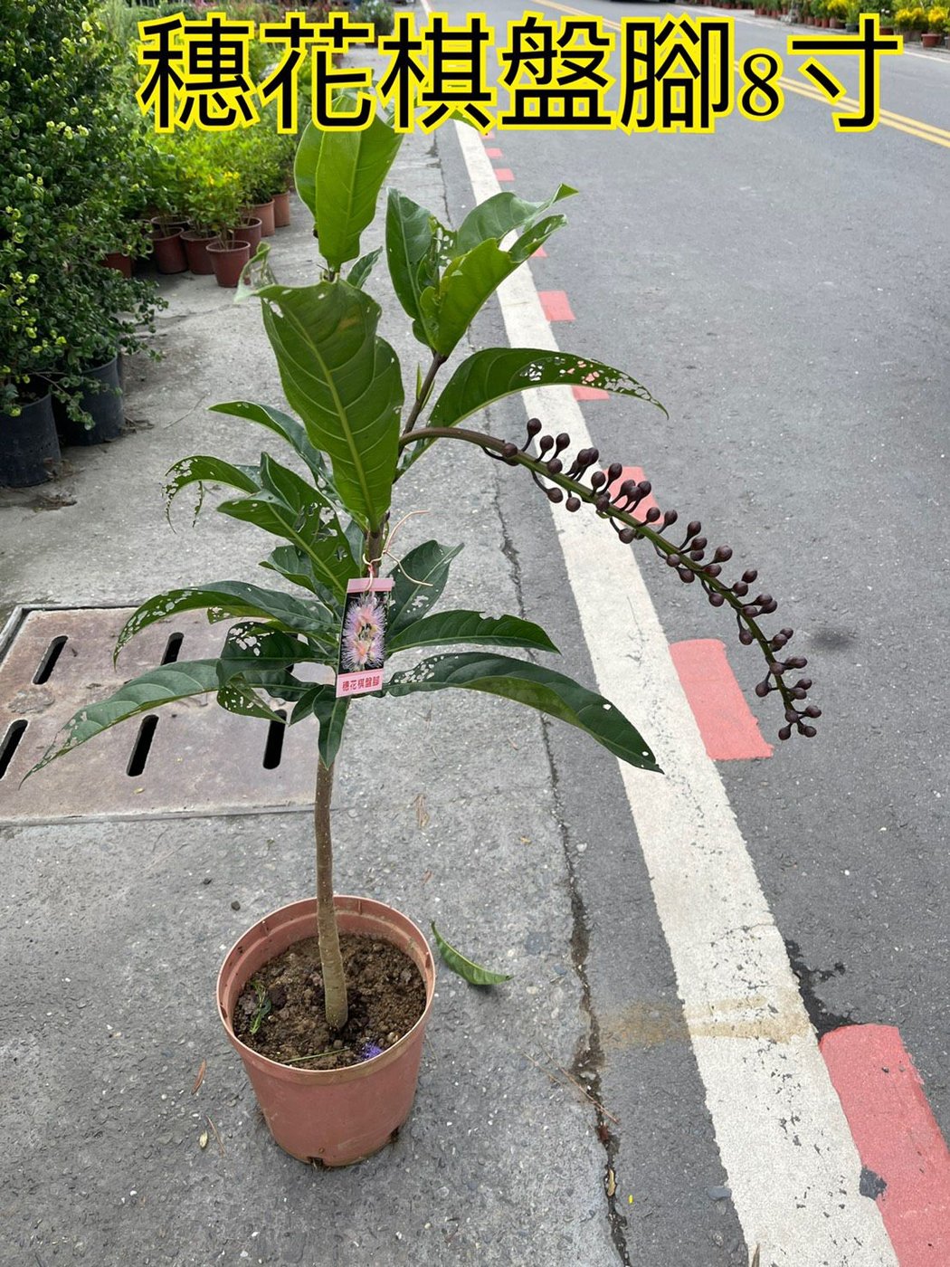 花草巷弄^ 8吋盆// 穗花棋盤腳// 庭園用樹// 觀賞植物| Yahoo奇摩拍賣