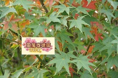 ╭＊田尾玫瑰園＊╯高級庭園用樹-((青楓))高4尺350元-產地種植.銷售