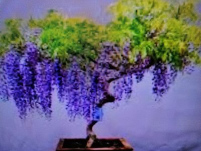 老盆養多年粗頭造型漂亮紫日本品種藤花小品盆栽便宜割愛1250元超商取貨免運費第一張照片是參考用
