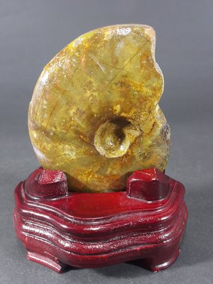 [銀九藝] 古生物 天然斑彩螺 鸚鵡螺化石 11x8.8x2.8cm 淨重~280g (e1)