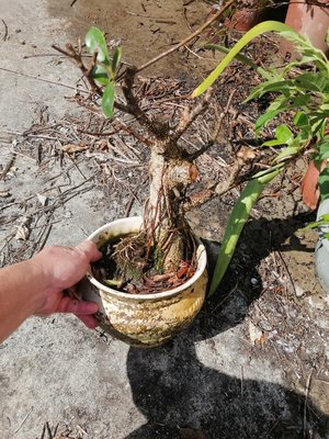 造型漂亮老盆養的 虎斑榕 小品盆栽 很好種植阿伯要退休出清便宜賣優惠超商取貨免運費