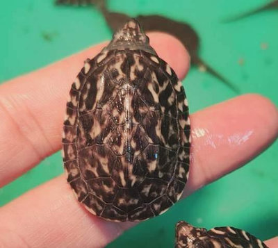 墨西哥蛋龜 墨蛋 澤龜 水龜
