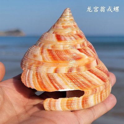 天然稀有大海螺龍宮翁戎螺貝殼魚缸造景裝飾標本收藏送禮海星墻貼，特價