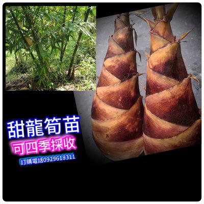 黃金甜龍筍苗(四季皆能採收)、抗寒、抗熱、台灣南、北、都能輕鬆產筍、 而且會自動越長越多棵。