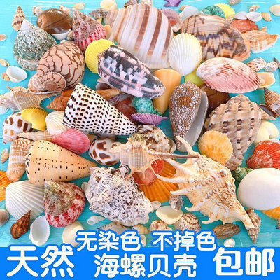 【現貨】天然貝殼海螺海星魚缸造景手工diy打孔漂流瓶裝飾卷貝魚寄居蟹殼