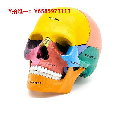 人體骨骼模型 4D MASTER拼裝玩具彩色人體頭骨器官解剖學教學用模型