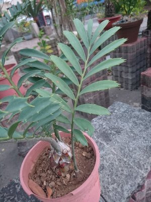 蘇鐵 Encephalartos ferox (giant leaf) 側芽