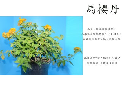 心栽花坊-馬櫻丹/不挑色/5吋/綠籬植物/觀花植物/售價140特價110