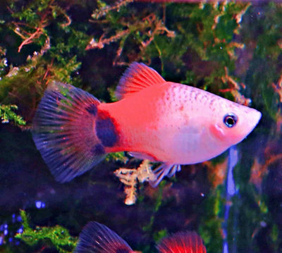 【成崧水族，十送一】紅白米奇 米奇魚 小型魚 熱帶魚