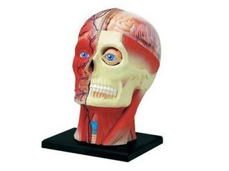 4D MASTER 26064 立體拼組模型人體解剖教學系列-頭頸 4D拼圖【小瓶子的雜貨小舖】