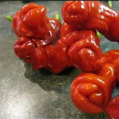 【蔬菜種子S177】皮特椒~~非常辣，多年生辣椒品種，種植方法與普通辣椒沒區別。特別難發芽所以非常珍貴。