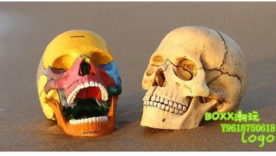 BOxx潮玩~4DMASTER頭骨教學模型醫用教具彩色頭骨26087