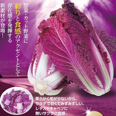 【蔬菜種子S291】紫葉結球白菜~外葉紫色，內葉紫紅色。葉柄薄，花青素含量高。