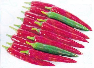 【蔬菜種子S369】花蓮剝皮辣椒~~果型平滑端直，果長約15公分，肉厚適合做剝皮辣椒用。