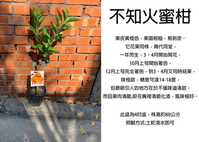 心栽花坊-不知火蜜柑/醜柑/4吋/柑橘類/嫁接苗/水果苗/售價250特價200