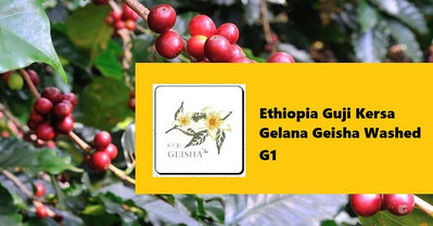 生豆✨5KG｜衣索比亞 谷吉 蔻薩村 格蕾娜 藝妓 水洗 G1｜咖啡生豆 COFFEE BEAN