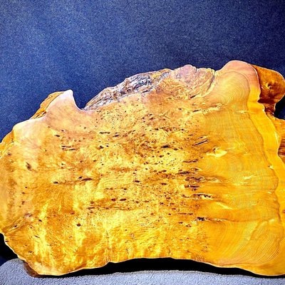 台灣紅檜樹瘤 瘤板 雕刻  鳳尾
