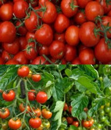 鹽地聖女番茄以銷量制價 整箱10斤裝含運(12~5月)