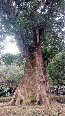 【竹林農莊】百年 老茄苳 ... 6尺半面