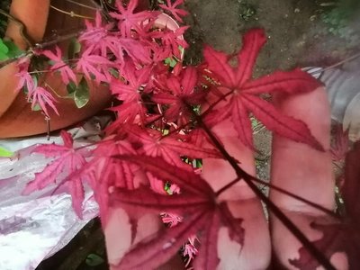 特殊少見的日本品種紅楓樹槭樹名字叫天城時雨，全年大部分都是紅色葉子帶黑色紋路，好種植喜歡全日照潮濕的環境只有一盆郵局免運